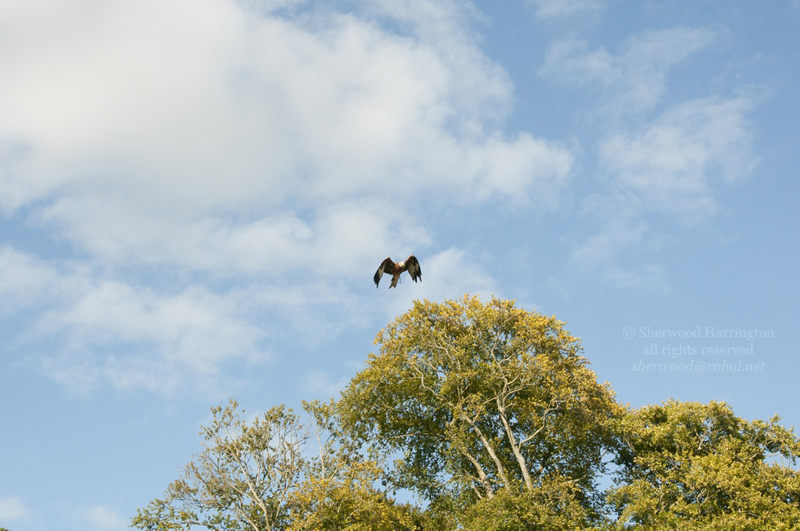 Eire2010-555