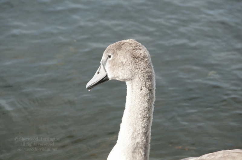 Eire2010-664