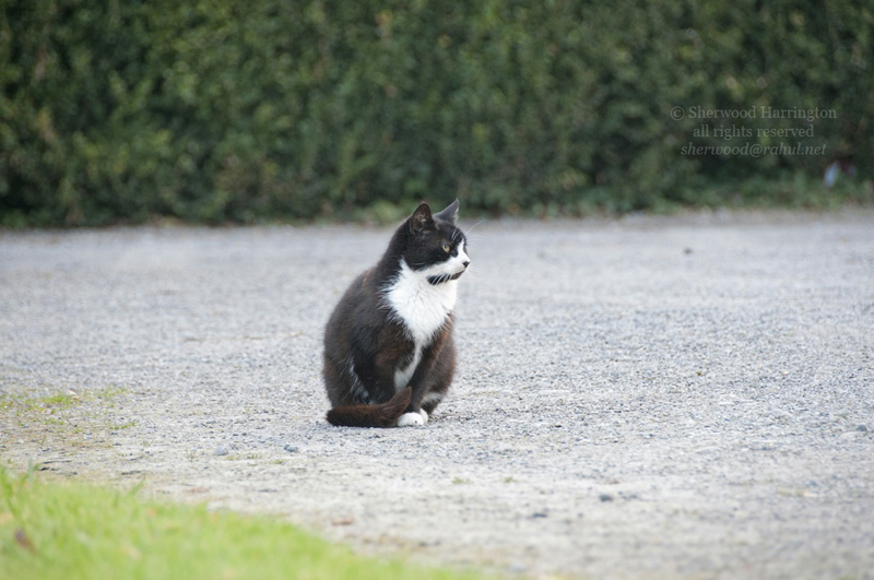 Eire2010-680
