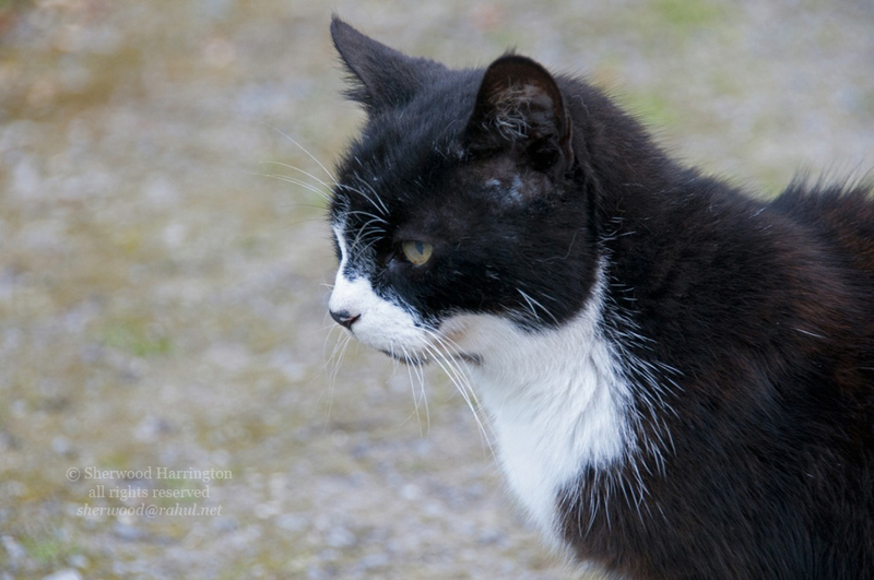 Eire2010-681