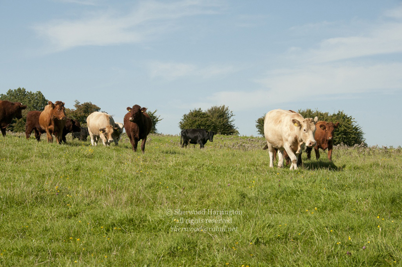 Eire2010-691