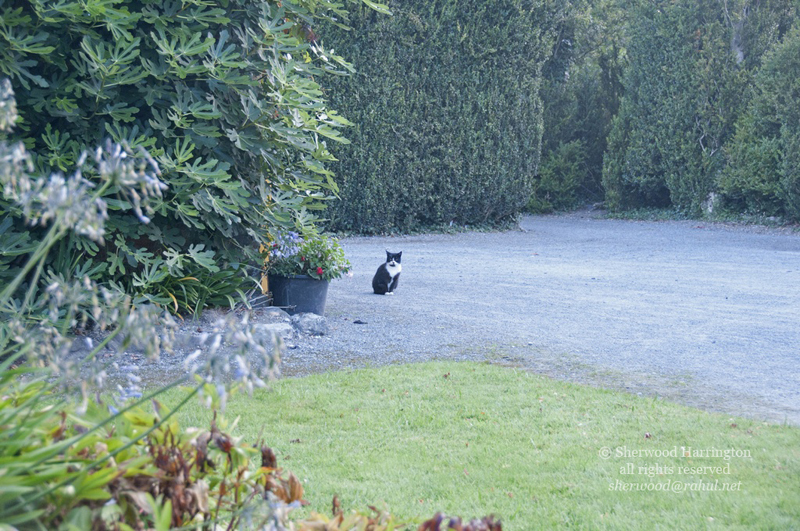 Eire2010-708